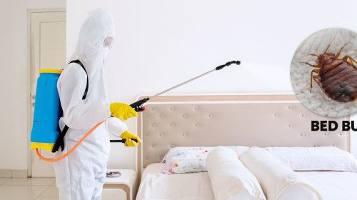 🛏️ Bed Bug Control